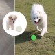 Svítící míček pro psy