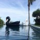 Nafukovací lehátko Černá labuť
